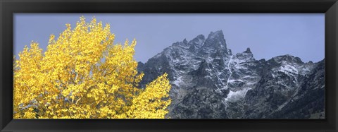 Framed Aspen tree with mountains in background, Mt Teewinot, Grand Teton National Park, Wyoming, USA Print