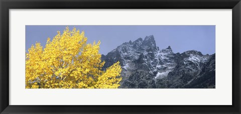 Framed Aspen tree with mountains in background, Mt Teewinot, Grand Teton National Park, Wyoming, USA Print