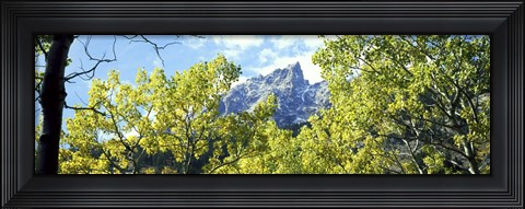 Framed Aspen trees in a forest with mountains in the background, Mt Teewinot, Grand Teton National Park, Wyoming, USA Print