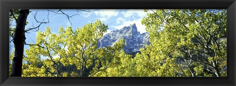 Framed Aspen trees in a forest with mountains in the background, Mt Teewinot, Grand Teton National Park, Wyoming, USA Print