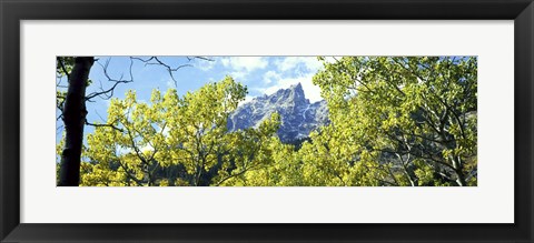 Framed Aspen trees in a forest with mountains in the background, Mt Teewinot, Grand Teton National Park, Wyoming, USA Print