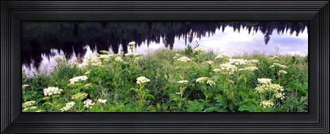 Framed Cow Parsnip (Heracleum maximum) flowers near a pond, Moose Pond, Grand Teton National Park, Wyoming, USA Print
