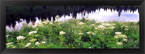 Framed Cow Parsnip (Heracleum maximum) flowers near a pond, Moose Pond, Grand Teton National Park, Wyoming, USA Print