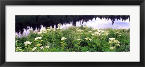 Framed Cow Parsnip (Heracleum maximum) flowers near a pond, Moose Pond, Grand Teton National Park, Wyoming, USA Print