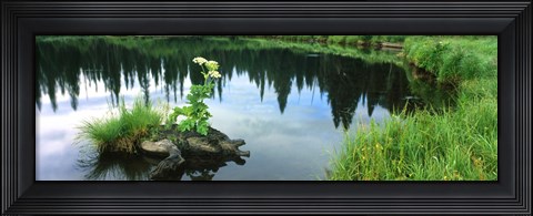 Framed Cow Parsnip (Heracleum maximum) flowers in a pond, Moose Pond, Grand Teton National Park, Wyoming, USA Print