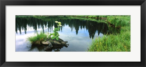 Framed Cow Parsnip (Heracleum maximum) flowers in a pond, Moose Pond, Grand Teton National Park, Wyoming, USA Print