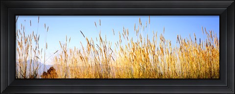 Framed Tall grass in a national park, Grand Teton National Park, Wyoming, USA Print