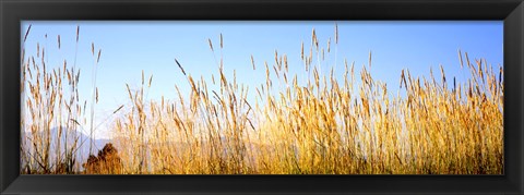 Framed Tall grass in a national park, Grand Teton National Park, Wyoming, USA Print