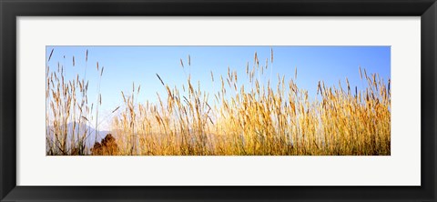 Framed Tall grass in a national park, Grand Teton National Park, Wyoming, USA Print