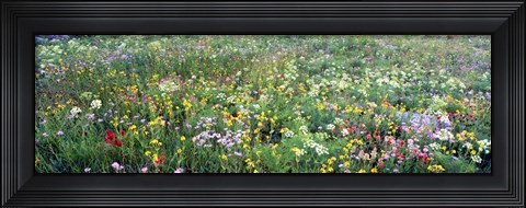 Framed High angle view of wildflowers in a national park, Grand Teton National Park, Wyoming, USA Print