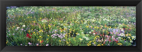 Framed High angle view of wildflowers in a national park, Grand Teton National Park, Wyoming, USA Print