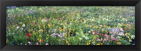 Framed High angle view of wildflowers in a national park, Grand Teton National Park, Wyoming, USA Print