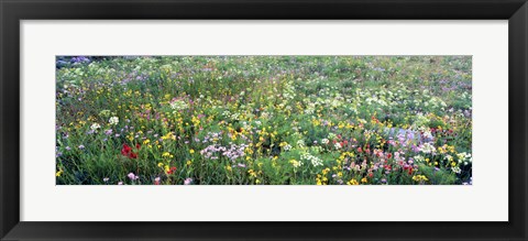 Framed High angle view of wildflowers in a national park, Grand Teton National Park, Wyoming, USA Print