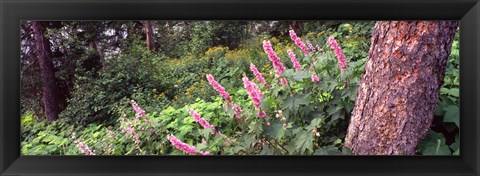 Framed Hollyhock (Alcea rosea) flowers in a national park, Grand Teton National Park, Wyoming, USA Print