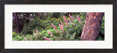 Framed Hollyhock (Alcea rosea) flowers in a national park, Grand Teton National Park, Wyoming, USA Print