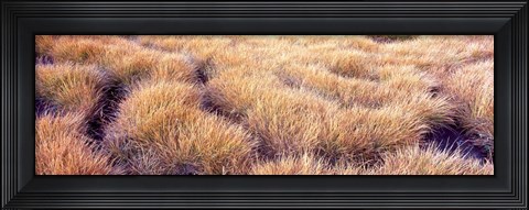 Framed Dry grass in a national park, South Fork Cascade Canyon, Grand Teton National Park, Wyoming, USA Print