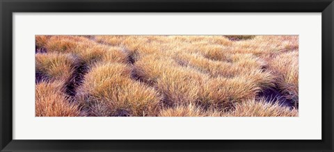 Framed Dry grass in a national park, South Fork Cascade Canyon, Grand Teton National Park, Wyoming, USA Print