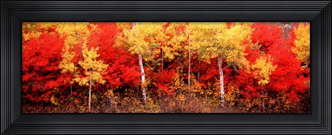 Framed Aspen and Black Hawthorn trees in a forest, Grand Teton National Park, Wyoming Print