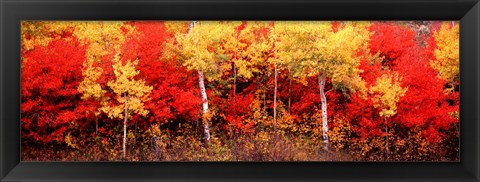 Framed Aspen and Black Hawthorn trees in a forest, Grand Teton National Park, Wyoming Print