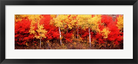 Framed Aspen and Black Hawthorn trees in a forest, Grand Teton National Park, Wyoming Print