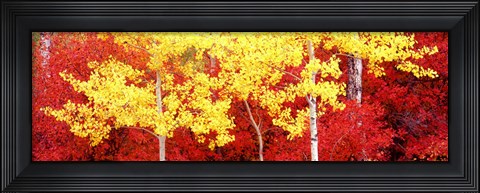 Framed Autumn in a forest, Grand Teton National Park, Wyoming Print