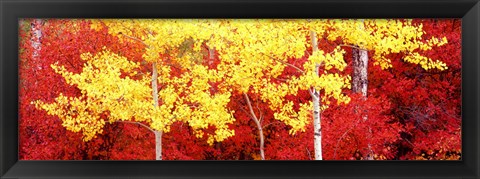 Framed Autumn in a forest, Grand Teton National Park, Wyoming Print