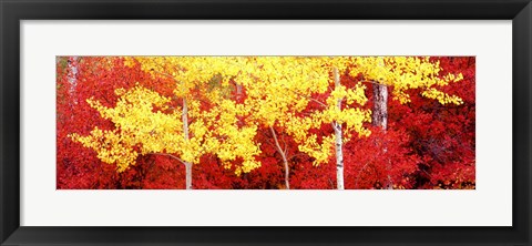 Framed Autumn in a forest, Grand Teton National Park, Wyoming Print