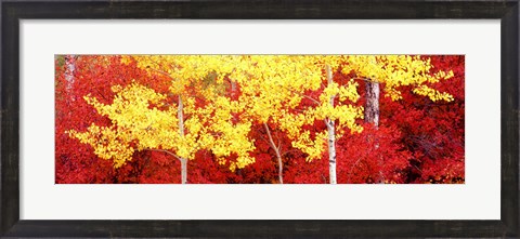 Framed Autumn in a forest, Grand Teton National Park, Wyoming Print