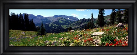 Framed Wildflowers in a field, Rendezvous Mountain, Teton Range, Grand Teton National Park, Wyoming, USA Print