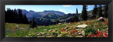 Framed Wildflowers in a field, Rendezvous Mountain, Teton Range, Grand Teton National Park, Wyoming, USA Print