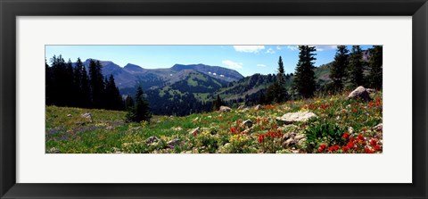 Framed Wildflowers in a field, Rendezvous Mountain, Teton Range, Grand Teton National Park, Wyoming, USA Print