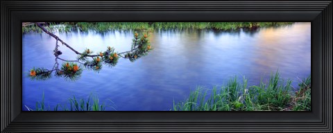 Framed Lodgepole Pine (Pinus contorta) branch near a river, Cottonwood Creek, Grand Teton National Park, Wyoming, USA Print