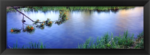 Framed Lodgepole Pine (Pinus contorta) branch near a river, Cottonwood Creek, Grand Teton National Park, Wyoming, USA Print