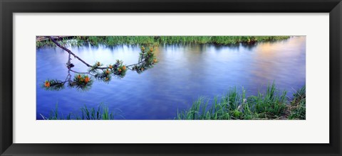 Framed Lodgepole Pine (Pinus contorta) branch near a river, Cottonwood Creek, Grand Teton National Park, Wyoming, USA Print