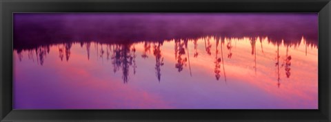 Framed Reflection of plants in a lake at sunrise, Taggart Lake, Grand Teton National Park, Wyoming, USA Print