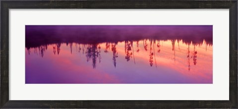 Framed Reflection of plants in a lake at sunrise, Taggart Lake, Grand Teton National Park, Wyoming, USA Print