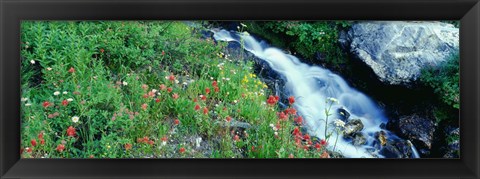 Framed Wildflowers near a stream, Grand Teton National Park, Wyoming, USA Print