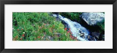 Framed Wildflowers near a stream, Grand Teton National Park, Wyoming, USA Print