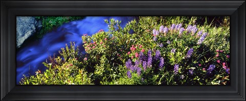 Framed High angle view of Lupine and Spirea flowers near a stream, Grand Teton National Park, Wyoming, USA Print