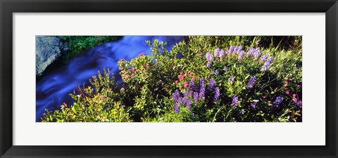 Framed High angle view of Lupine and Spirea flowers near a stream, Grand Teton National Park, Wyoming, USA Print