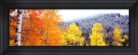 Framed Aspen trees in a forest, Blacktail Butte, Grand Teton National Park, Wyoming, USA Print