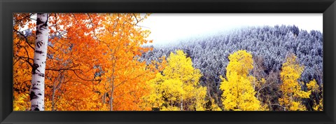 Framed Aspen trees in a forest, Blacktail Butte, Grand Teton National Park, Wyoming, USA Print