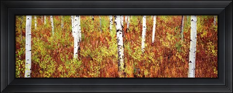 Framed Aspen trees in a forest, Shadow Mountain, Grand Teton National Park, Wyoming, USA Print