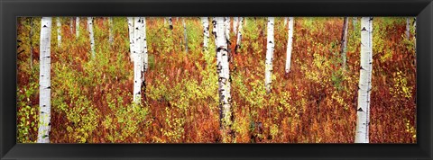 Framed Aspen trees in a forest, Shadow Mountain, Grand Teton National Park, Wyoming, USA Print