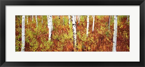 Framed Aspen trees in a forest, Shadow Mountain, Grand Teton National Park, Wyoming, USA Print