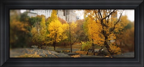 Framed Autumn trees in a park, Central Park, Manhattan, New York City, New York State, USA Print