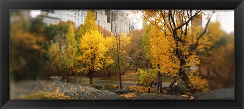 Framed Autumn trees in a park, Central Park, Manhattan, New York City, New York State, USA Print