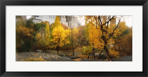 Framed Autumn trees in a park, Central Park, Manhattan, New York City, New York State, USA Print