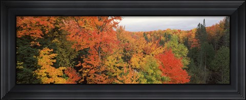 Framed Autumnal trees in a forest, Hiawatha National Forest, Upper Peninsula, Michigan, USA Print
