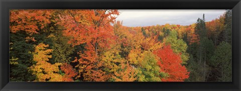 Framed Autumnal trees in a forest, Hiawatha National Forest, Upper Peninsula, Michigan, USA Print